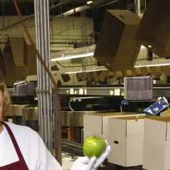 Frau prüft Äpfel in einer Verpackungsanlage. Ein Blick auf ausgefallene Jobs in der Lebensmittelindustrie.