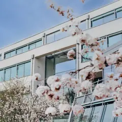 Blühende Kirschbäume vor dem modernen Gebäude der FOM Hochschule Essen.
