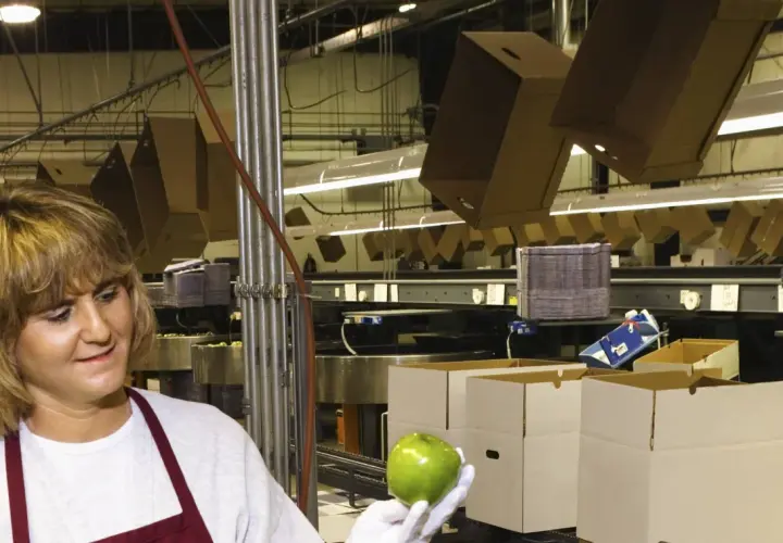 Frau prüft Äpfel in einer Verpackungsanlage. Ein Blick auf ausgefallene Jobs in der Lebensmittelindustrie.