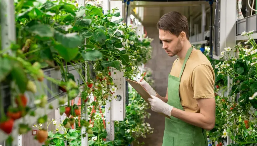 Ein Mann in einem grünen Schürze prüft Erdbeerpflanzen in einem vertikalen Garten. Ein Beispiel für ausgefallene Berufe in der modernen Landwirtschaft.