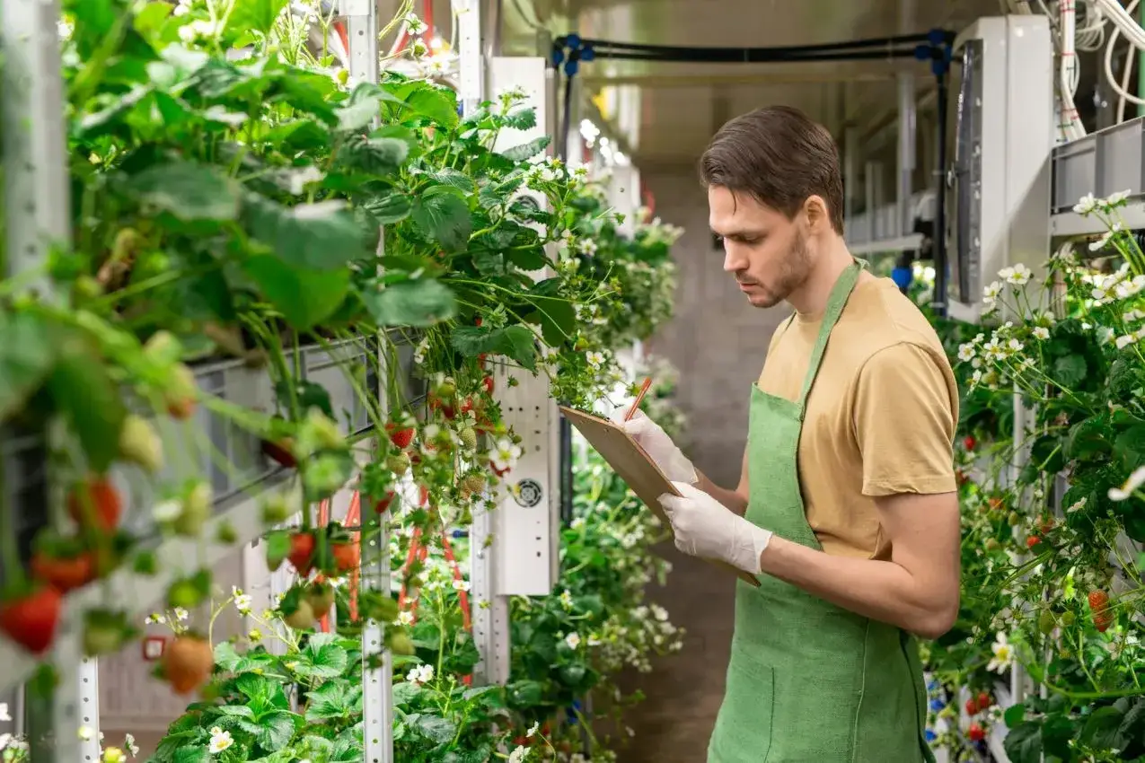Mann in Sch&uuml;rze pr&uuml;ft Erdbeerpflanzen in vertikaler Farm. Ein Beispiel f&uuml;r ausgefallene Jobs in der modernen Landwirtschaft.